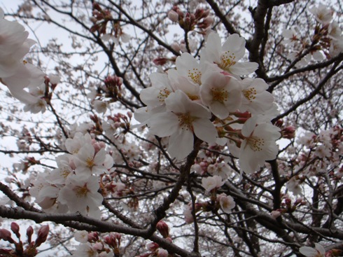 万野公園の桜.JPG