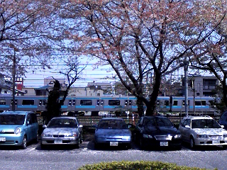 桜と電車.jpg