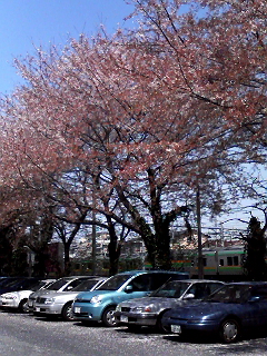 桜の花吹雪.jpg