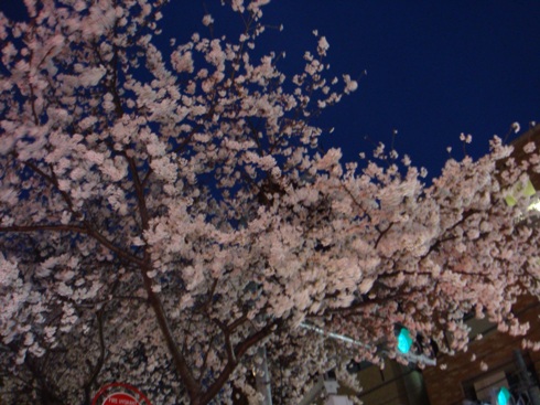 桜台の桜（夜）.JPG