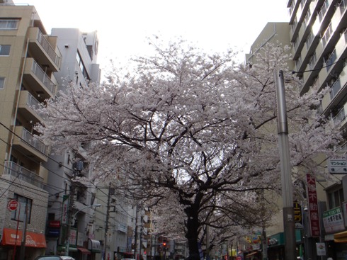 桜台の桜（昼）.JPG