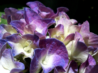 紫陽花アップ２.jpg