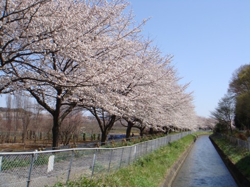 西縁の桜.JPG