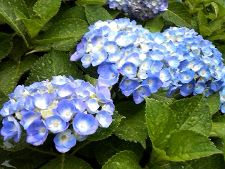 雨に濡れた紫陽花.jpg