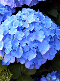 青い紫陽花.jpg