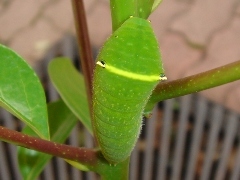 アオスジアゲハの幼虫.JPG