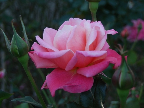 ピンクの薔薇.JPG