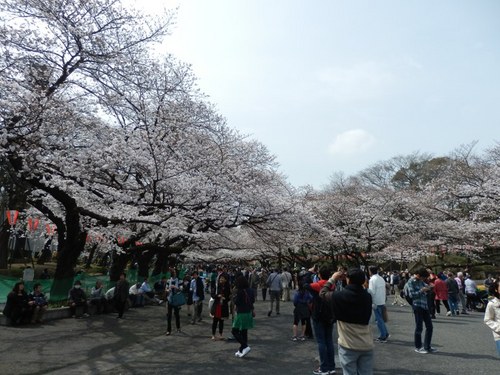 上野公園の桜.JPG