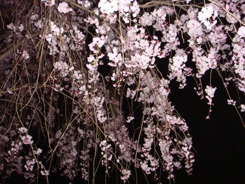 夜の枝垂れ桜.JPG