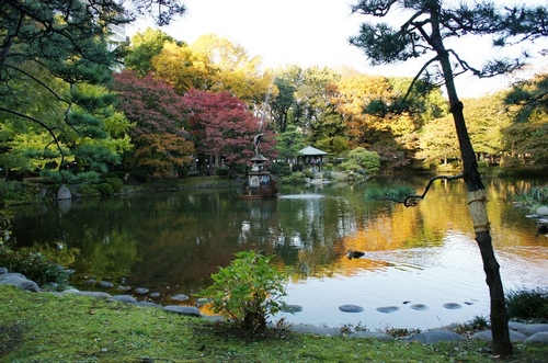 池と紅葉樹.JPG
