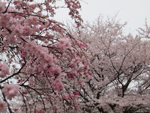 源平咲きの桃と桜.JPG