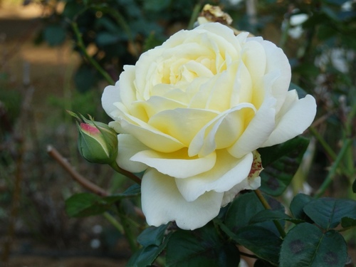白い薔薇.JPG