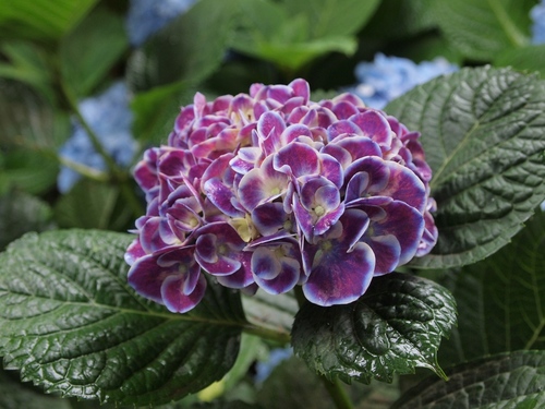 紫の紫陽花.JPG
