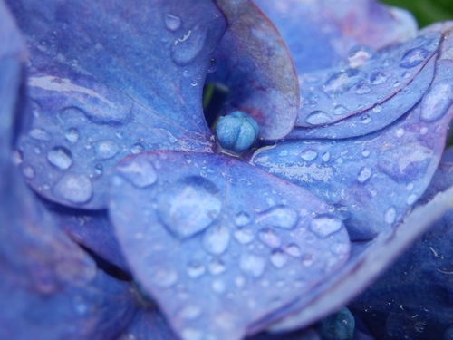 紫陽花と雨１.JPG