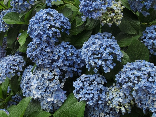 青い紫陽花１.JPG