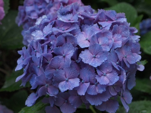 青い紫陽花２.JPG