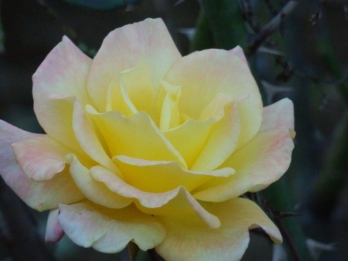 黄色の薔薇.JPG